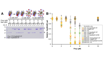 超高活性なアクチンが細菌の動きを生み出す－やわらかい特殊ならせん細菌「スピロプラズマ」のユニークな運動機構に迫る－ 画像