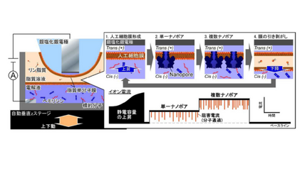 人工細胞膜を自動で形成するナノポアセンサを開発－ナノポアセンサの病気診断への応用を加速－ 画像